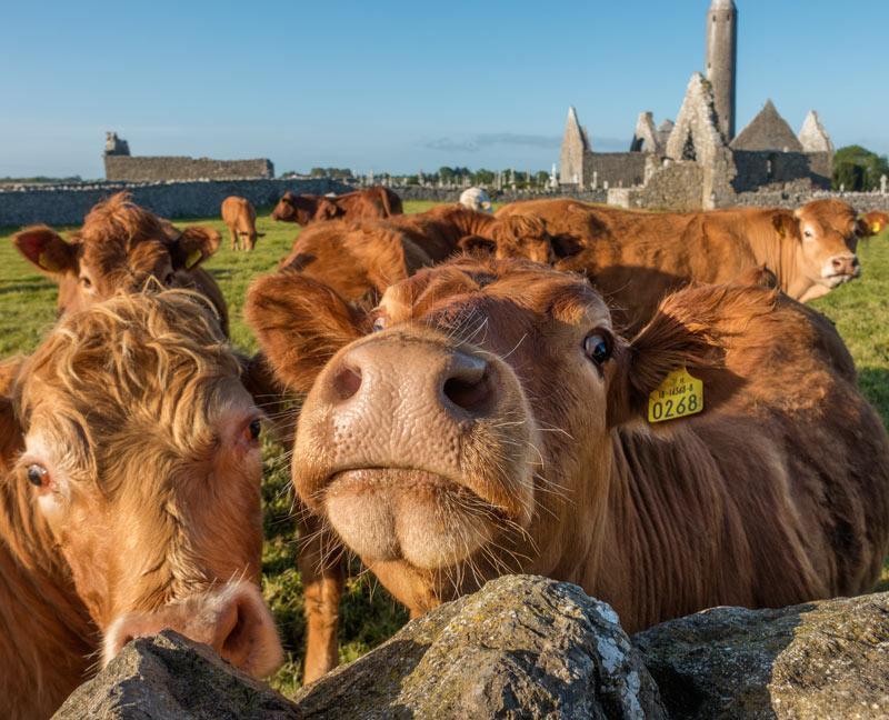 Naomh Colman B&B Gort Exteriér fotografie